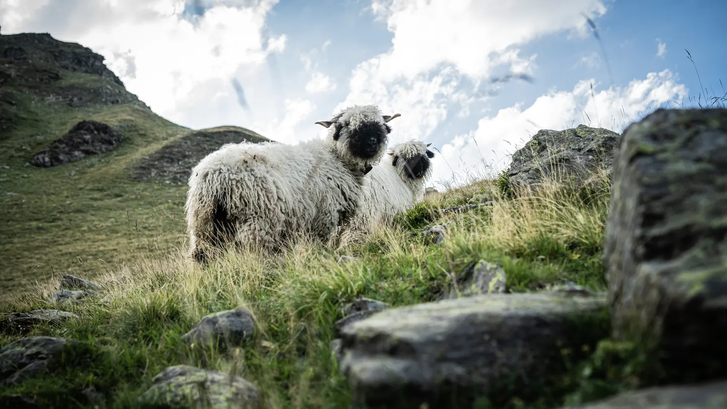 Outdoor- und Sportfotografie Schweiz, ochseläger — Bild 6